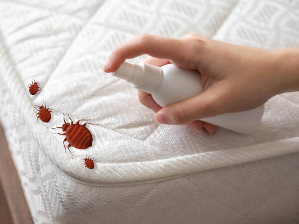 Emergency Pest Control in Claude, TX